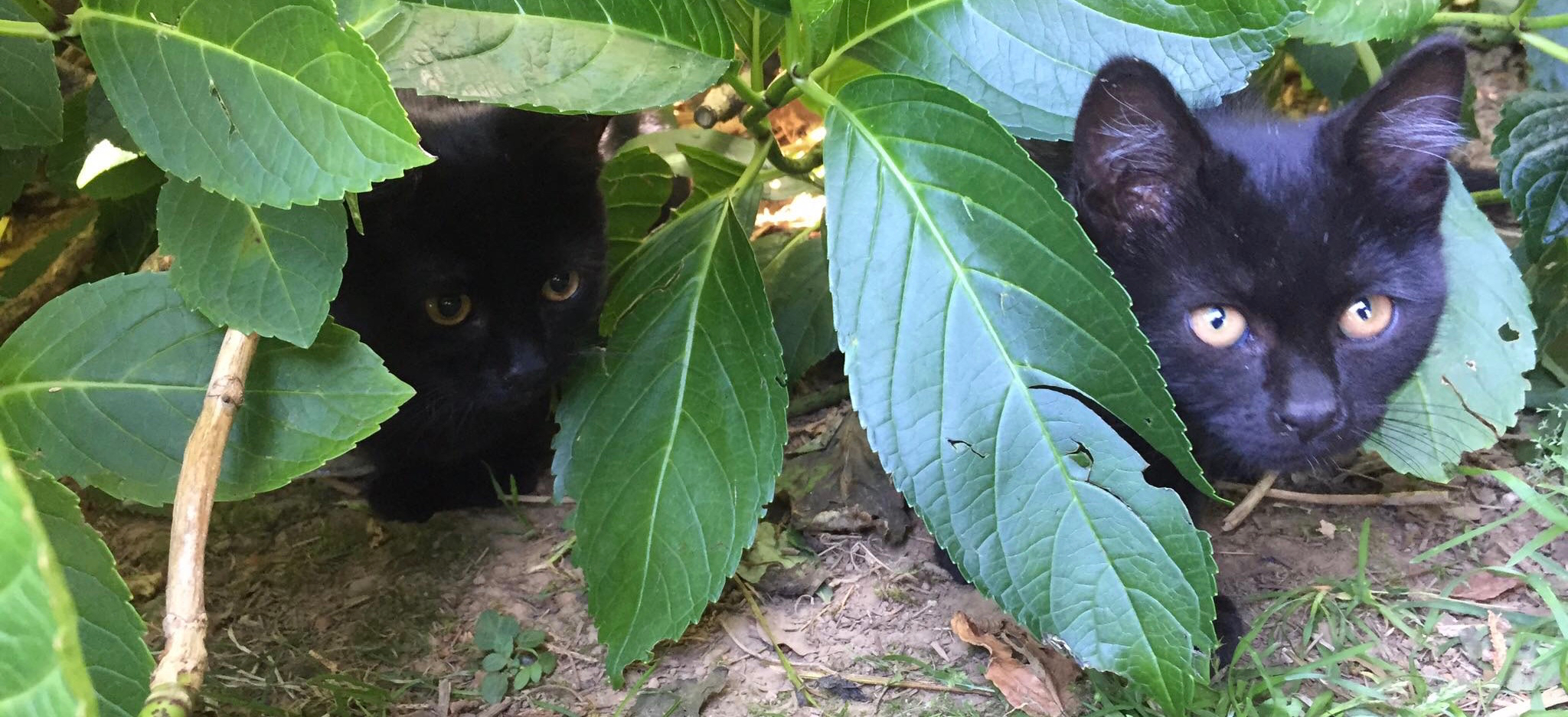 Blackats&Leaves