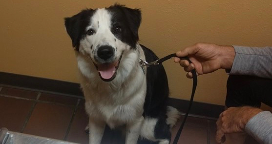 WaitingRoomDog